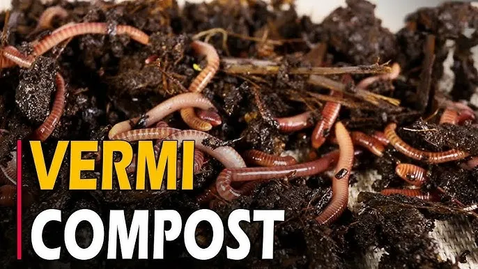Vermicompost